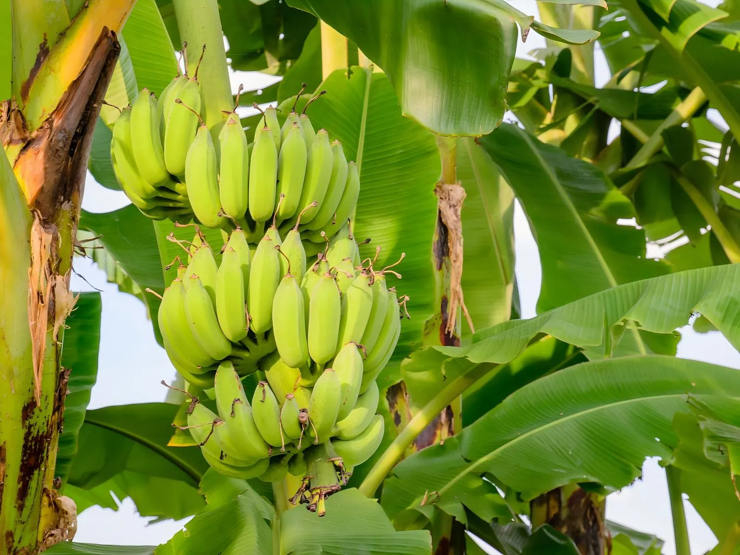 Fertilizer supply for plantation crops including banana and sugarcane in tropical agriculture